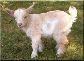 goat.jpg