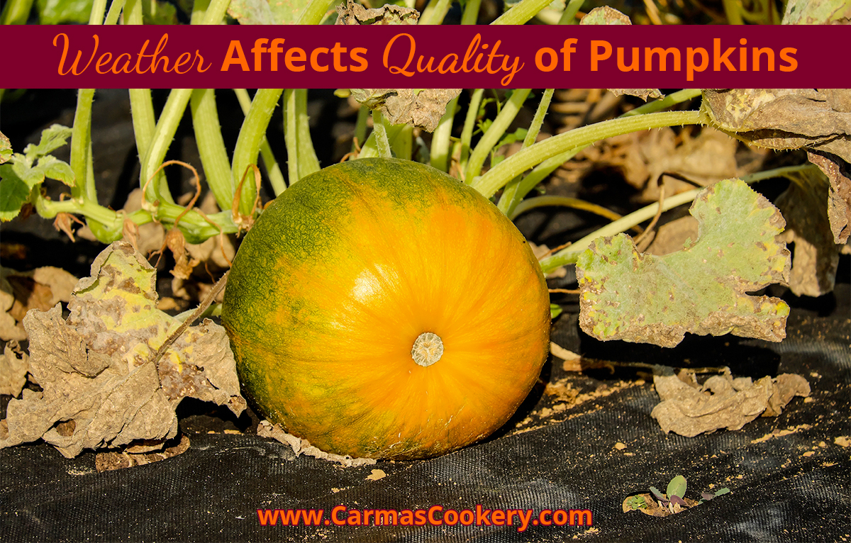 Weather Affects Quality of Pumpkins