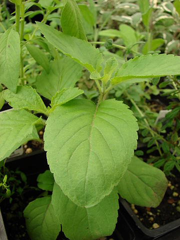 tulsi leaves