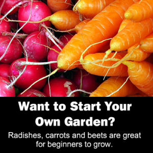 start your own organic garden with radishes, carrots and beets