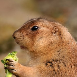 prairie dog eating broccoli - unbalanced diet?